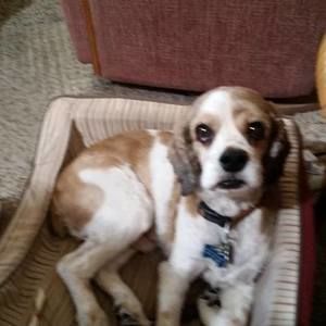 Meet your Posher, Alice